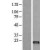 Western Blot: FSH beta Lysate [NBL1-10844] - Western Blot experiments. 
Left-Control; Right -Over-expression Lysate for FSHB